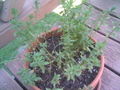 Thumbnail for version as of 15:09, 22 October 2007