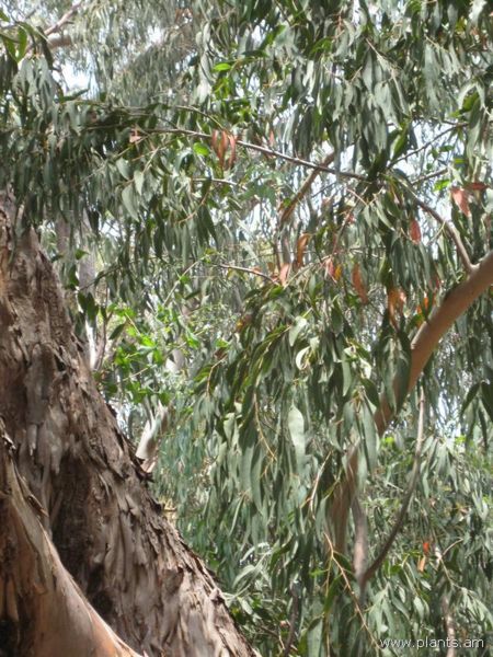 File:Eucalyptus andrewsi-IMG 3153 lokrun.jpg