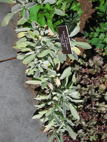 File:IMG 0102 nybg09.jpg