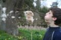 Typha seeds are very small, embedded in down parachutes, and very effectively wind-dispersed