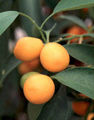 Thumbnail for version as of 11:12, 10 November 2007