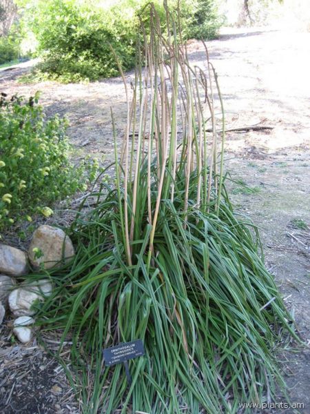 File:Ornithogalum thyrsoides-chincherinchee-IMG 0831 hunt07.jpg