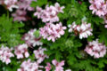 P. graveolum