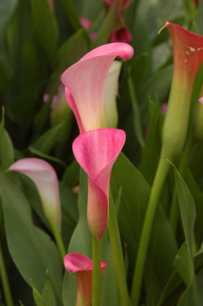 File:Pink Calla Lily Zantedeschia rehmannii 2000px.jpg