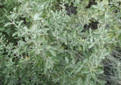 Shepherdia argentea, western Nevada