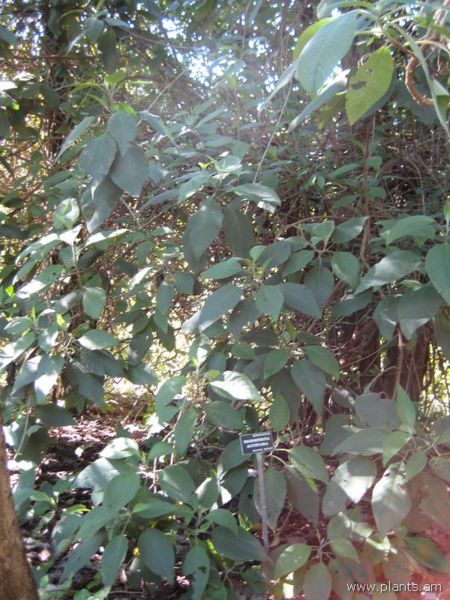 File:Tournefortia acutiflora-IMG 7736 sfbg0308.jpg