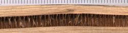 Shoot and nut of Juglans regia