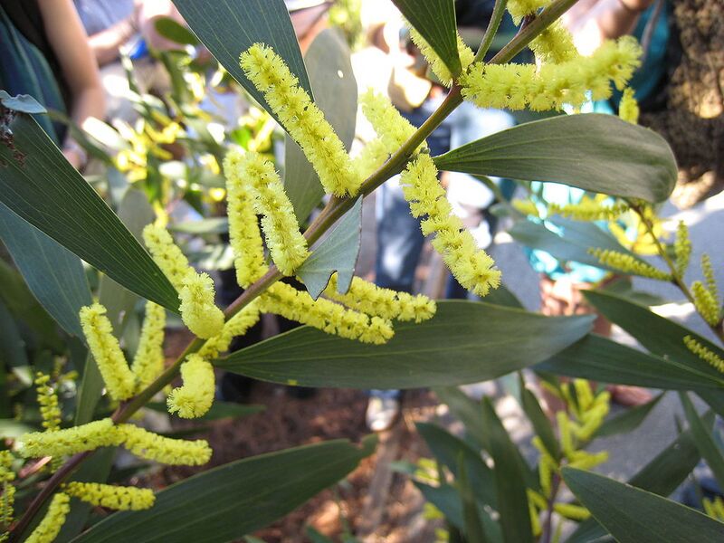 File:1024px-Acacia-longifolia-branch.jpg