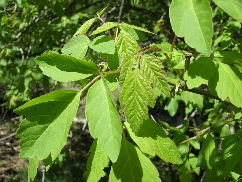File:1024px-Acer negundo californicum Tehachapi.jpg