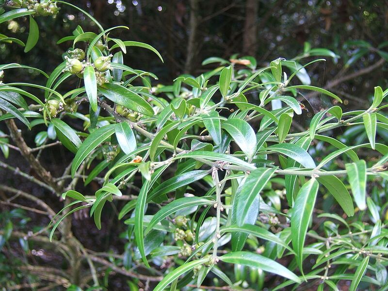 File:1024px-Buxus wallichiana.jpg