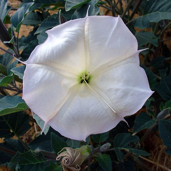 File:1024px-Datura wrightii flower2.jpg