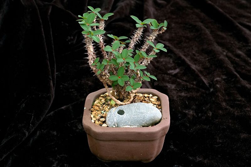 File:1024px-Euphorbia bulbispina.jpg