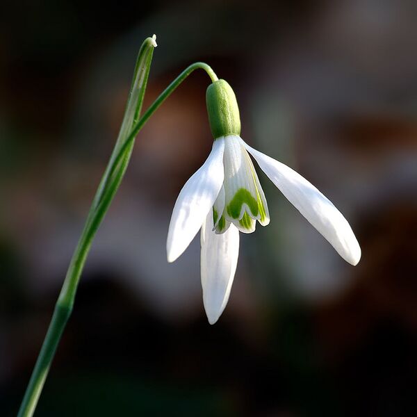 File:1024px-Galanthus nivalis close-up aka.jpg