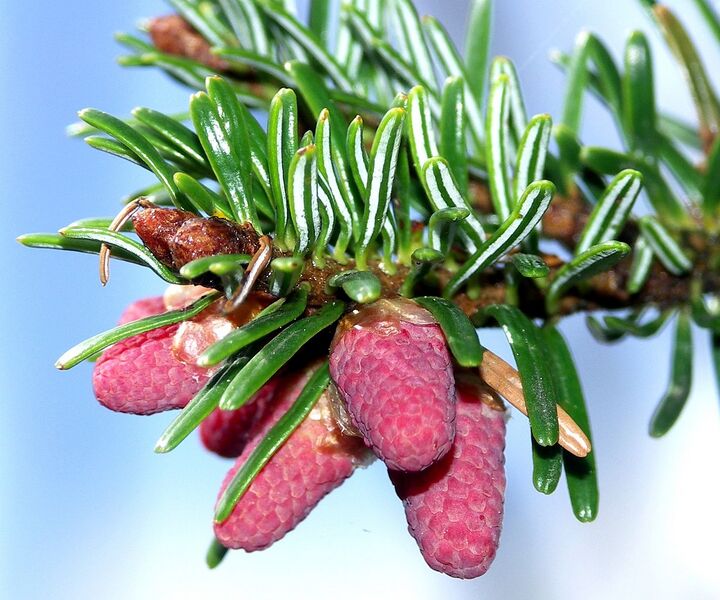 File:1229px-Abies spec.jpg