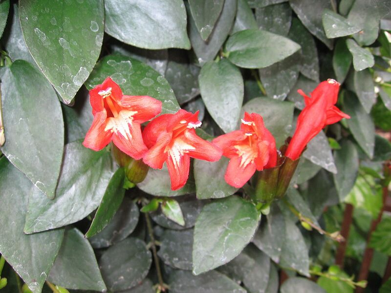File:1280px-Aeschynanthus pulcher - JBM.jpg