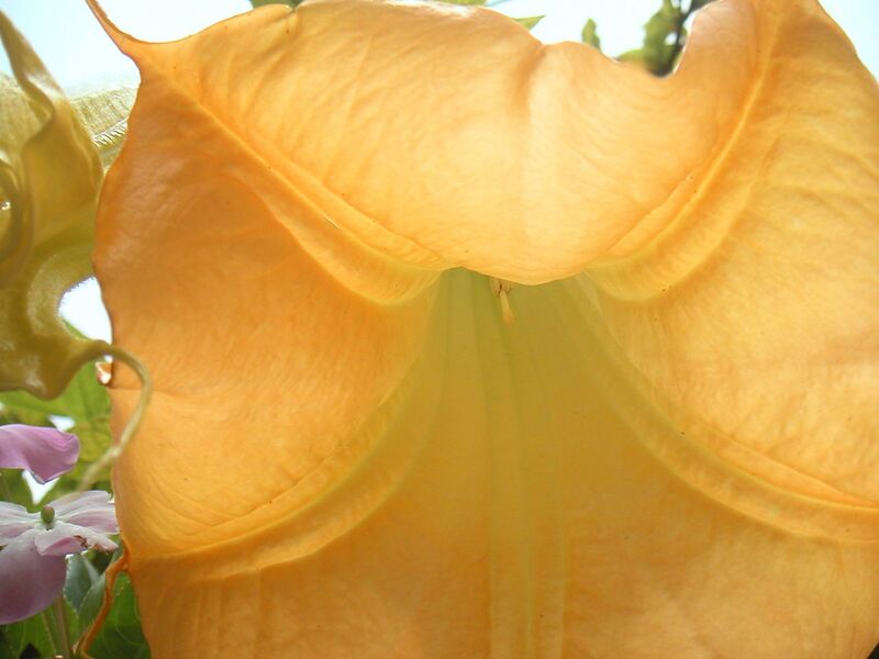 File:1280px-Brugmansia-2187.jpg