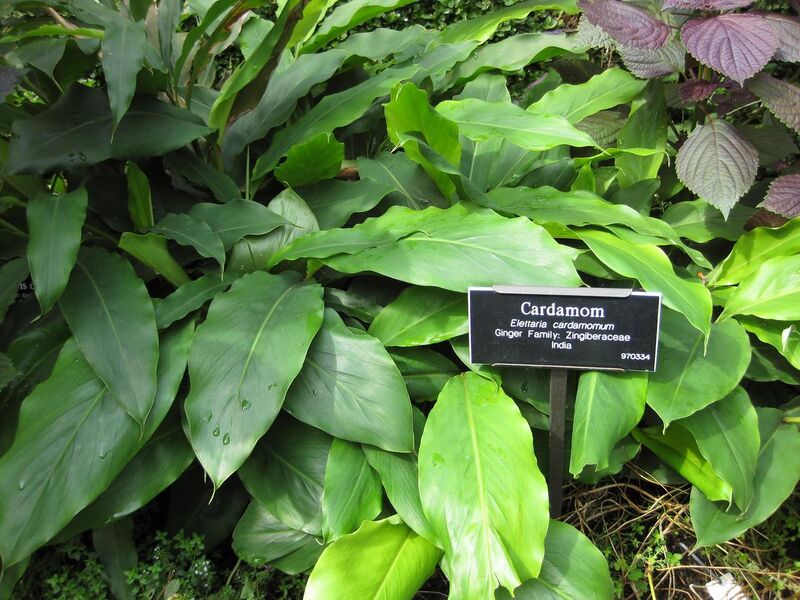 File:1280px-IMG 0741 bbg09.jpg