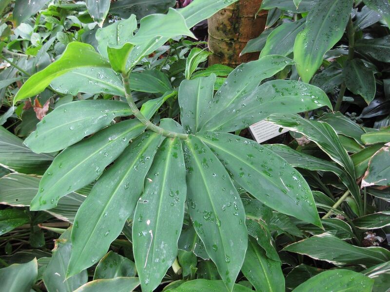 File:1280px-IMG 1175 bbg09.jpg