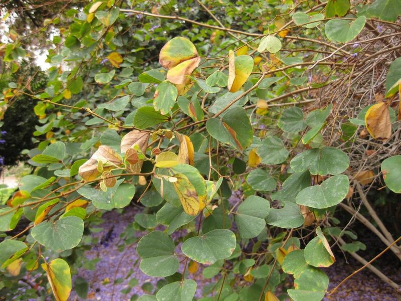 File:1280px-IMG 7065 hunt09jun.jpg