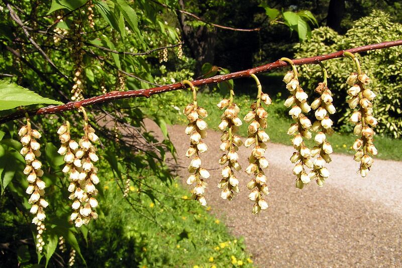 File:1280px-Stachyurus praecox5.jpg
