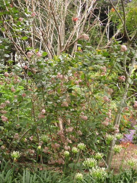 File:576px-IMG 7099 hunt09jun.jpg