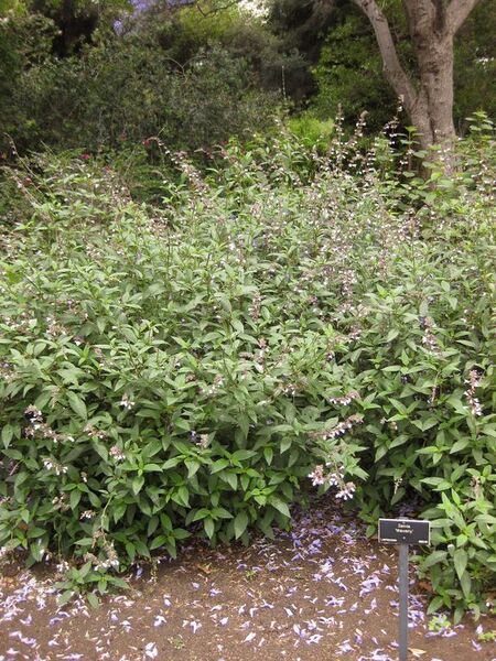 File:576px-IMG 7116 hunt09jun.jpg