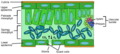 Thumbnail for version as of 09:18, 29 April 2025