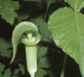 Arisaema