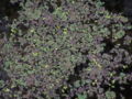 Azolla on the Canning River