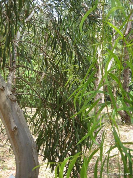 File:Eucalyptus viridis-IMG 3039 lokrun.jpg