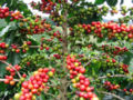 Red Catucaí Coffee, a variety of COFFEA ARABICA - maturation in different stage - Matipó City - Minas Gerais State - Brazil