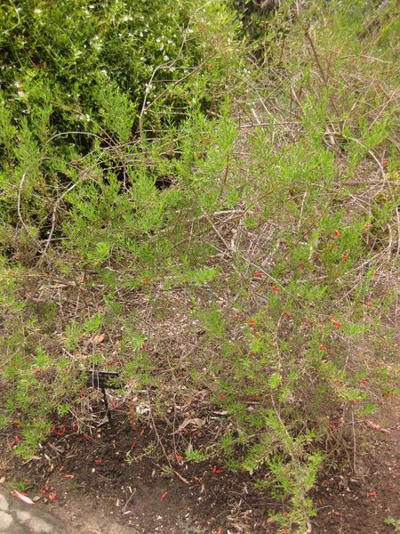 File:IMG 7181 hunt09jun.jpg