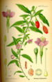Thumbnail for version as of 17:24, 18 October 2007