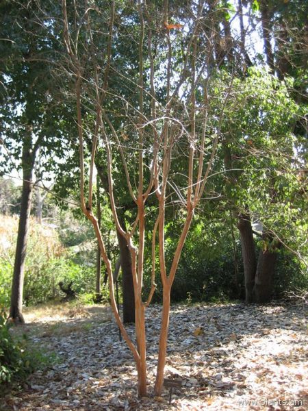 File:Lagerstroemia-IMG 0657 hunt07.jpg