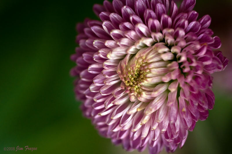 File:Lavender Button Pom-1942.jpg