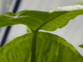 Thumbnail for version as of 04:42, 27 May 2007