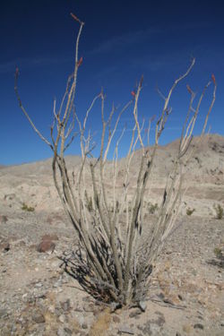 Ocotillos near Palm Springs, California