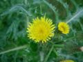 Sonchus asper