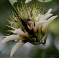 Flowers of cultivar 'Alba'