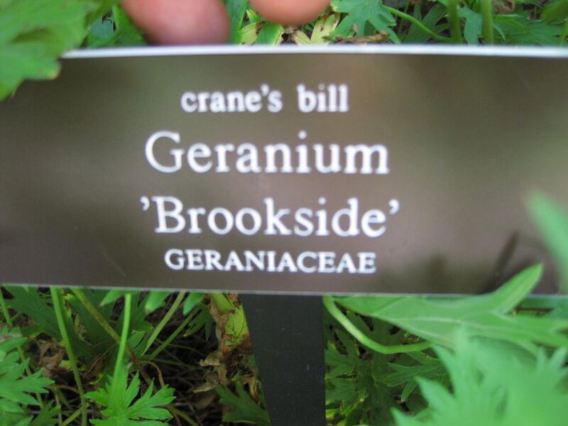 File:1024px-IMG 0172 nybg09.jpg