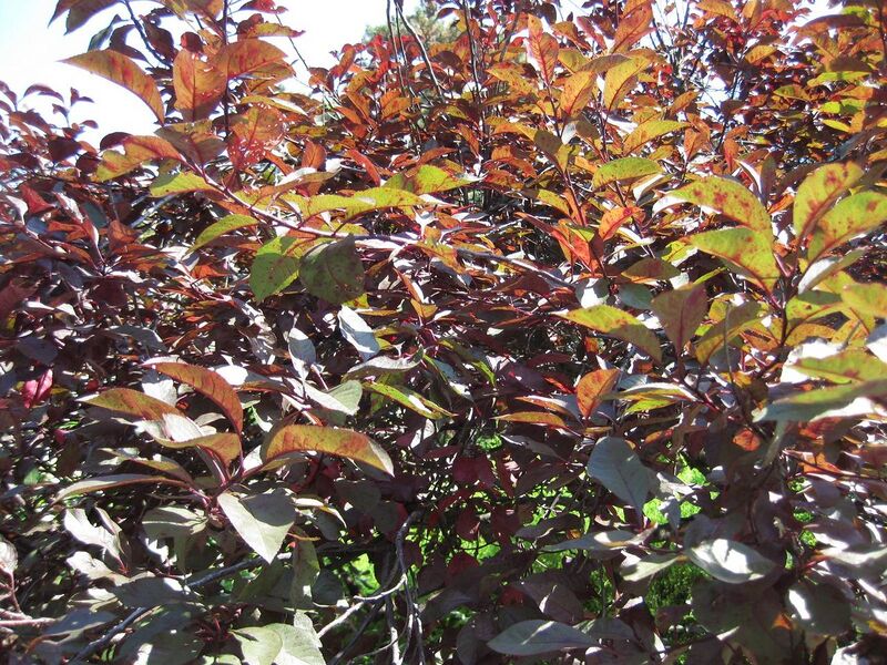 File:1280px-IMG 0023 nybg09.jpg