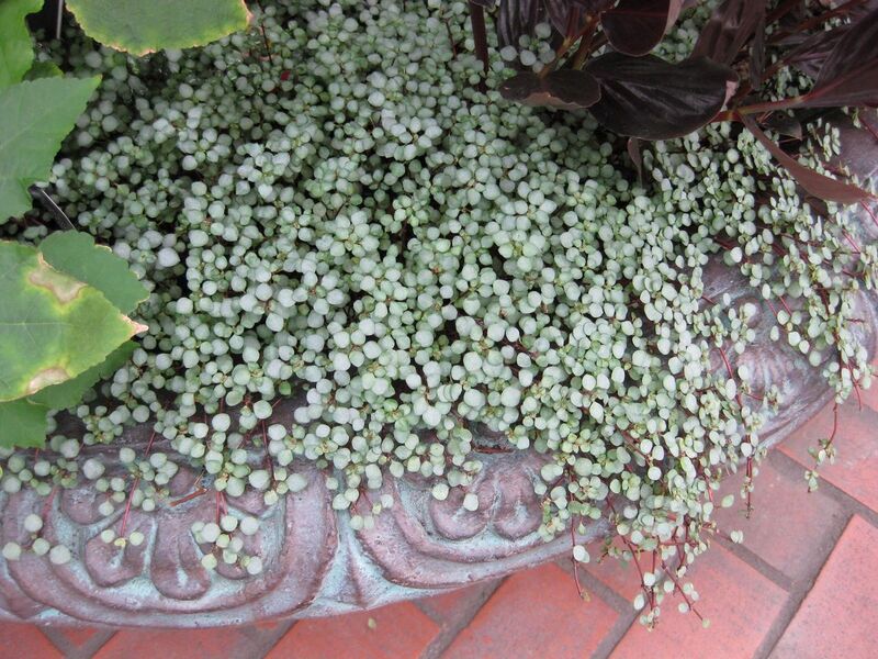 File:1280px-IMG 0967 bbg09.jpg