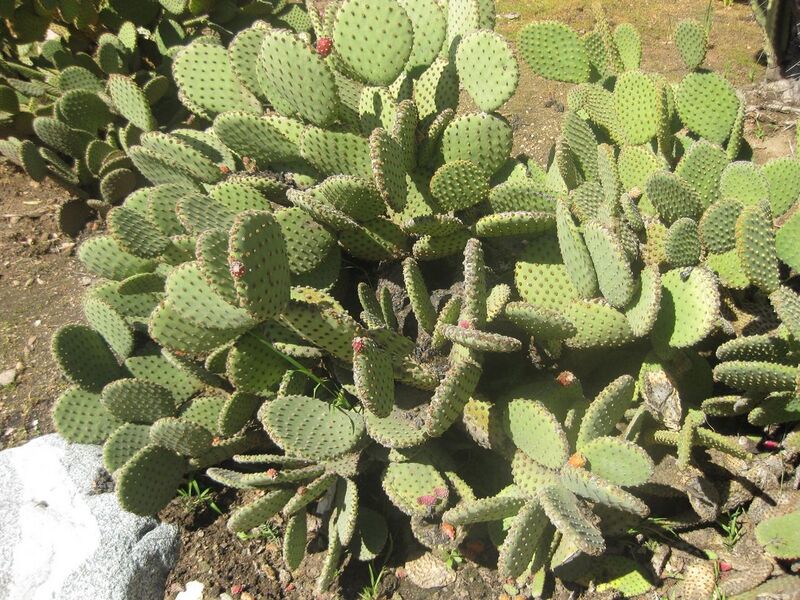 File:1280px-IMG 2279 hunt0903.jpg