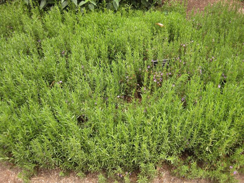 File:1280px-IMG 7119 hunt09jun.jpg