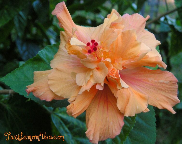 File:1280px-Peach Double Hibiscus -7129.jpg