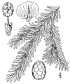 Thumbnail for version as of 09:42, 29 April 2025