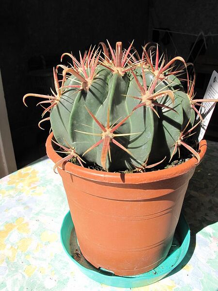 File:576px-Ferocactus latispinus.jpg