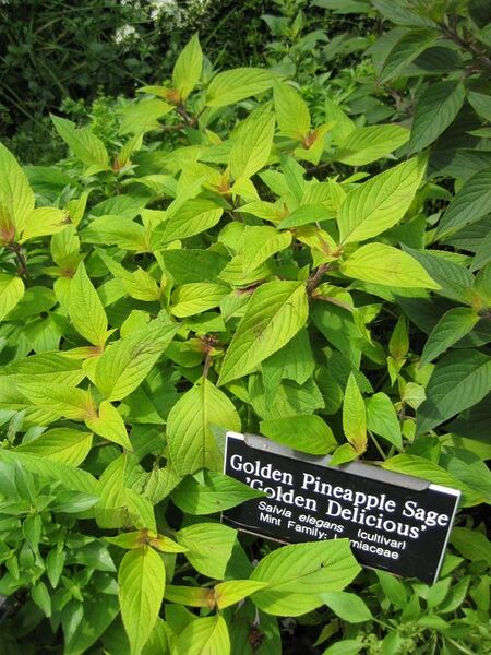 File:576px-IMG 0739 bbg09.jpg