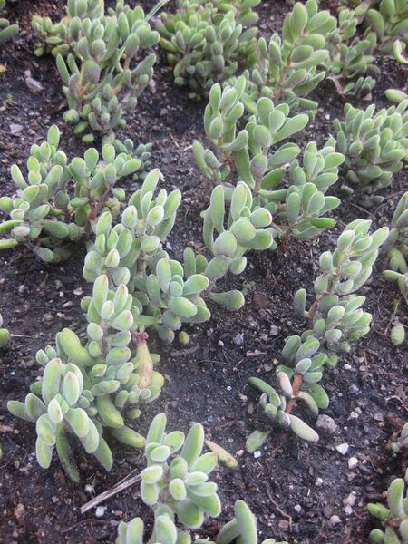 File:576px-IMG 2137 hunt0903.jpg