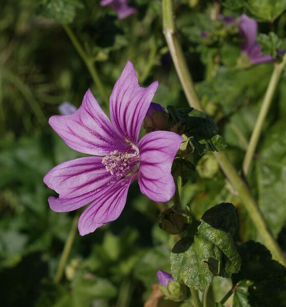File:714px-Malva-sylvestris-20070430-1.jpg